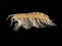 pontoporeiidé amphipode
