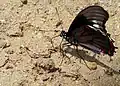 Battus polydamas