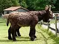 Photo de profil d'un baudet du Poitou.