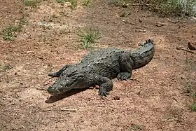 Crocodile du Nil, Bazoulé, Burkina Faso.