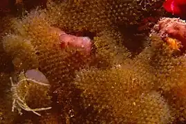 Beania magellanica (Beaniidae).