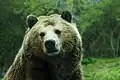 Ours brun