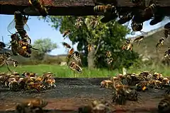 Ruche, Beehive, bees, abeilles