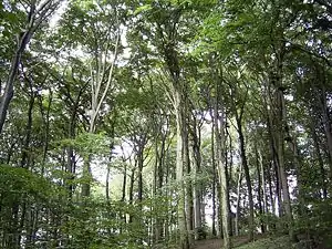 Hêtre (Fagus sylvatica, Fagales, Fagaceae)