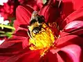 Proxi-photographie d'un bourdon dans une fleur rouge. Prise avec un Canon Powershot A430.