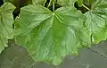 Une feuille d'un spécimen cultivé
