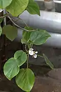 B. ampla