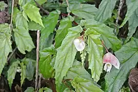Fleur femelle