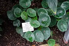 Begonia conchifolia