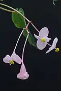 Fleurs femelles (gauche) et mâles (droite)