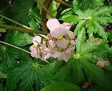 Begonia heracleifolia