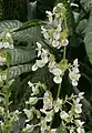 Inflorescence