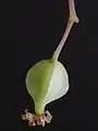 Fruit