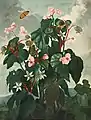 Illustration de 1799 par Robert John Thornton.