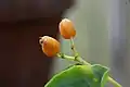 fruits