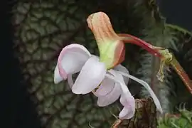 Fleur femelle, profile