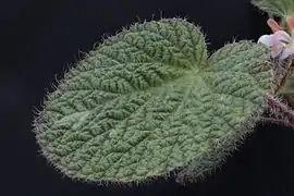 Face d'une feuille