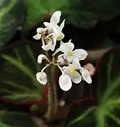 Inflorescence