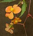 Floraison, spécimen cultivé