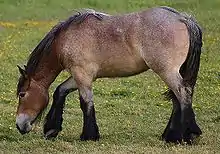 Un cheval marron, noir et blanc la tête basse dans un pré.