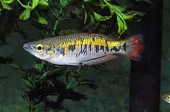 Bedotia marojejy.