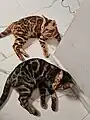 Chats de race bengal, marbled devant, spotted tabby à l'arrière.