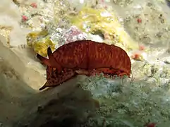 Berthella martensi