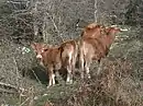 Veaux de betizu à Baraibar (Navarre)