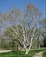 Bouleau de l'Himalaya (Betula utilis).