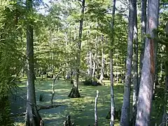 Bayou dans le Sud-Est du Texas.