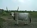 Bœuf gris de Hongrie.