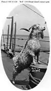 Bill the Goat&nbsp;(en)