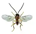 Guêpe Biorhiza pallida mâle.