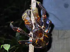 Un crustacé brun à nuances rouge et bleu grimpant à un arbre à l'aide de ses pinces