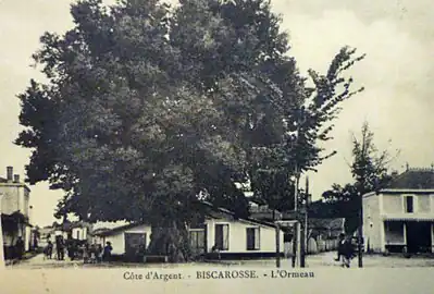Photo ancienne de l'orme (début du XXe&nbsp;siècle