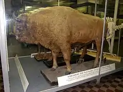 Bison bonasus caucasicus empaillé.
