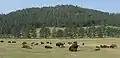 Bisons