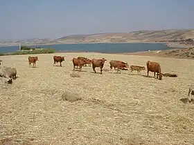 Troupeau au Maroc