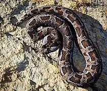 Bitis rubida