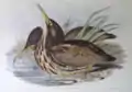 Illustration de John Gould