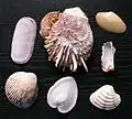 Bivalves