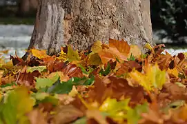 Feuilles d'automne.