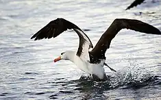 Albatros à sourcils noirs