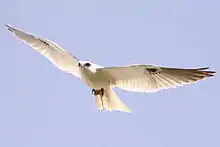 Photographie d'un Élanion d'Australie en vol, ailes déployées.