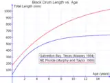 Black drum