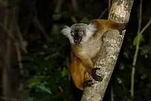 Bu