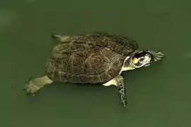Melanochelys trijuga