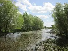 Vue d'une petite rivière bordée d'arbres.