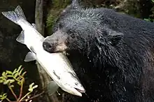 Ours noir avec un saumon