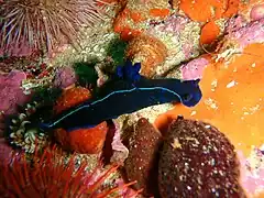 Tambja capensis